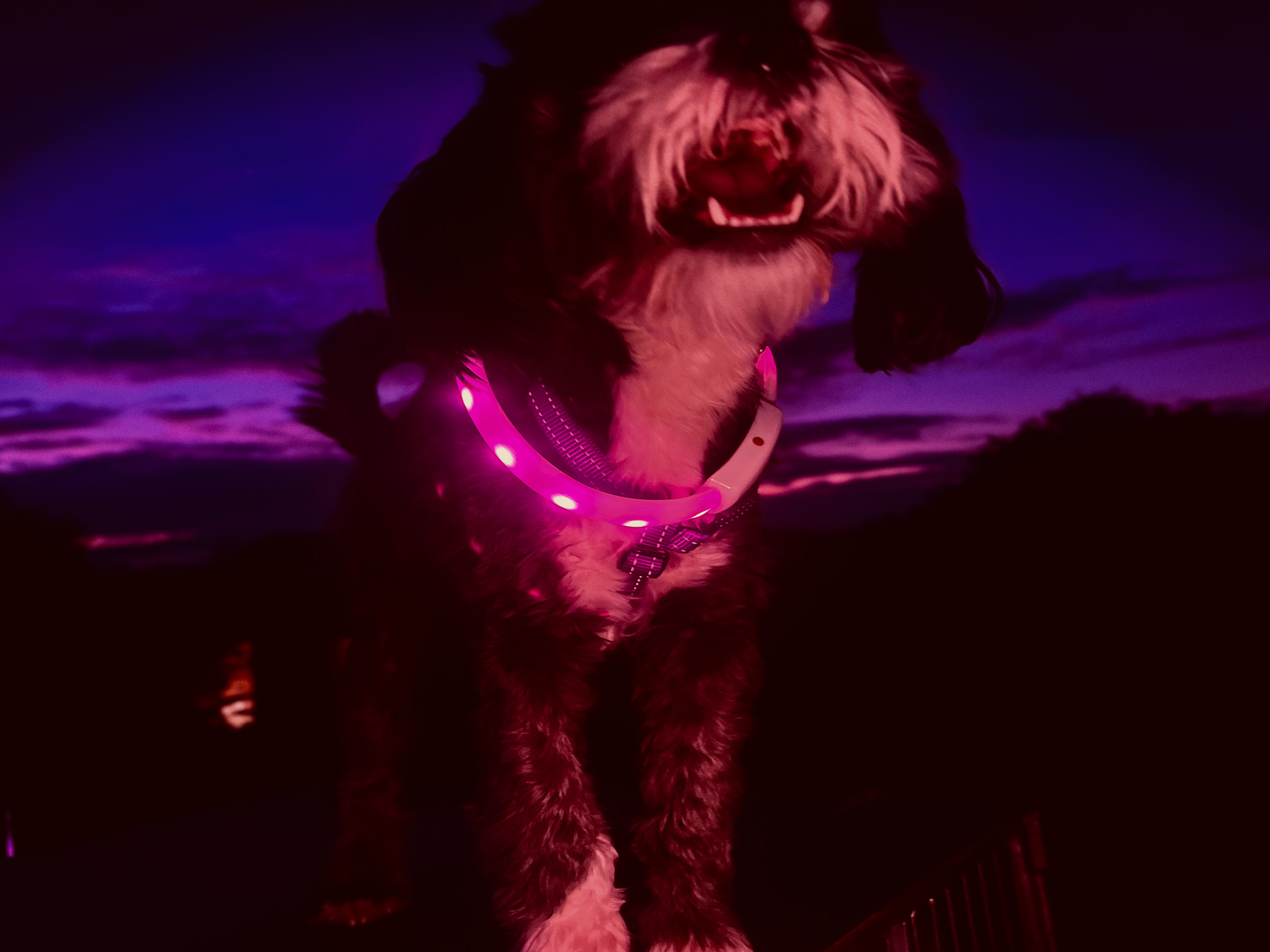 Raver Dogs