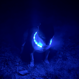 HALO™ by RAVER DOG